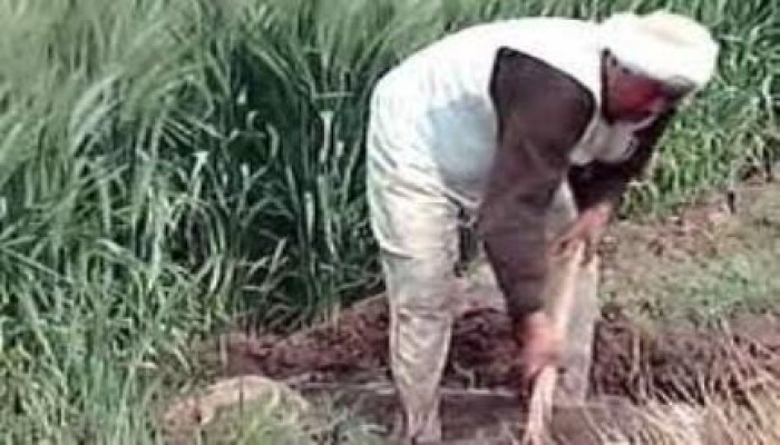 الغربية : تلف المحاصيل في قرى "السنطة" جراء انخفاض منسوب المياه