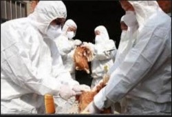 وفاة حالتين مصابتين “بأنفلونزا الطيور“ باطسا فى أسبوع واحد