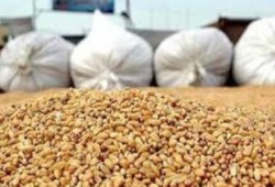 حكومة الانقلاب تتجه لاستيراد قمح روماني غير صالح للاستهلاك الآدمي
