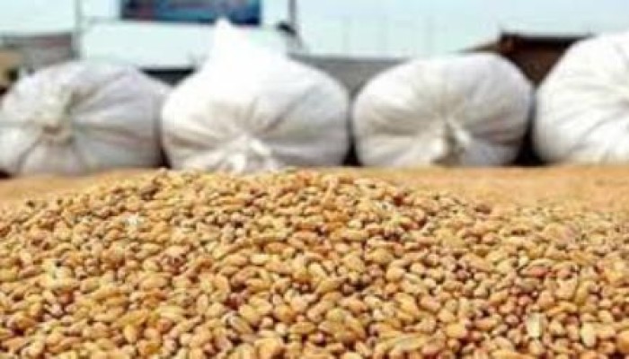 حكومة الانقلاب تتجه لاستيراد قمح روماني غير صالح للاستهلاك الآدمي