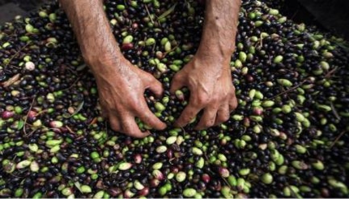 إحدى مكونات زيت الزيتون تقضي على الخلايا السرطانية