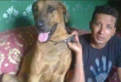 أولى جلسات محاكمة «بسة والجزار» المتهمين بذبح «كلب شبرا» الأربعاء المقبل