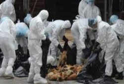 المنيا: إعدام 12 ألف "ديك رومى" لإصابتها بإنفلونزا الطيور