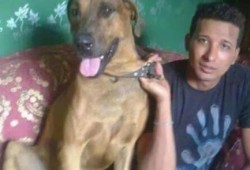 السجن المشدد 3 سنوات لقاتلي "كلب الأهرام" .. والبراءة للضباط قاتلي الشعب