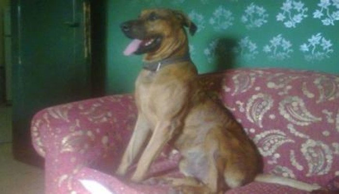 بعد حبس "قتلة ماكس".. قضاء الانقلاب يقتص للكلاب فقط