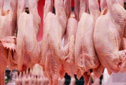 تحذير ألماني من جراثيم وبكتيريا خطيرة بلحوم الدواجن