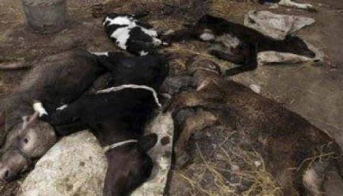 نفوق 25 رأس ماشية في الدقهلية لإصابتهم بالحمى القلاعية