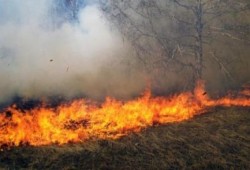 عاجل.. حريق يلتهم 5 أفدنة موز في كرداسة