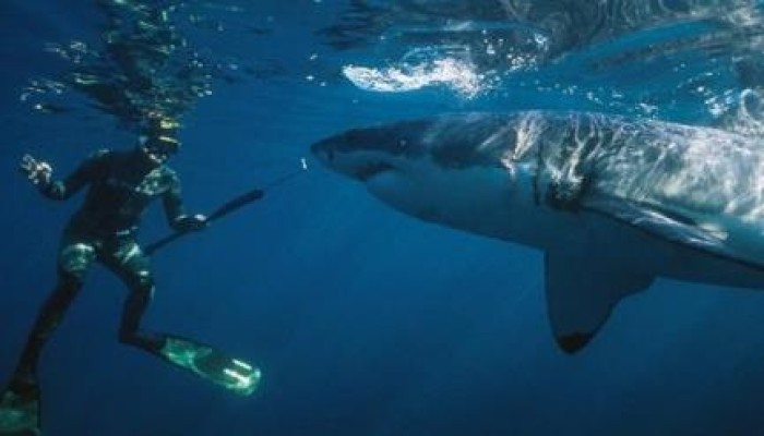 مصرع سائح ألماني هاجمته سمكة قرش بمرسى علم