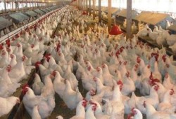 ارتفاع بؤر الإصابة بإنفلونزا الطيور إلى 291