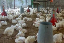 سوهاج تعلن الطوارئ بعد إصابة سيدة بإنفلونز الطيور