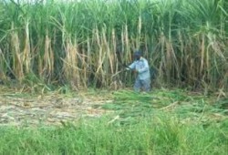 مزارعو قنا يحذرون من تدمير محصول القصب بسبب إهمال "زراعة الانقلاب"