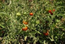 "فلاحو الدقهلية" :مسئولو الانقلاب دمروا المحاصيل الزراعية هذا الموسم