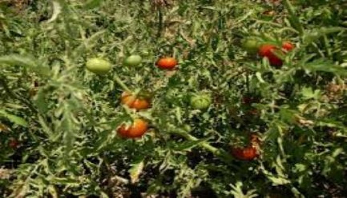 "فلاحو الدقهلية" :مسئولو الانقلاب دمروا المحاصيل الزراعية هذا الموسم