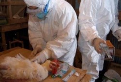 سوهاج : وفاة سيدة مصابة بإنفلونزا الطيور