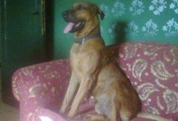 قضاء السيسي يخفف عقوبة قاتلي كلب الأهرام إلى السجن 3 أشهر