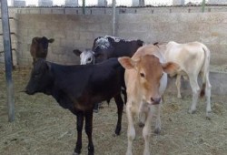 الحمى القلاعية تتسبب في نفوق مئات الحيوانات بسوهاج وبيطري الانقلاب نائم في العسل