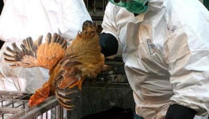 ارتفاع عدد البؤر المصابة بإنفلونزا الطيور إلى 299 في 25 محافظة
