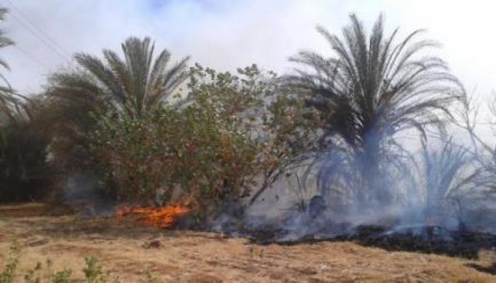 11 سيارة إطفاء للسيطرة على حريق مزرعة الزيتون بأبورواش