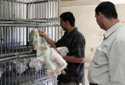 الانقلاب يحارب الفقراء : 65% زيادة في أسعار "الأسماك والدواجن والبيض"