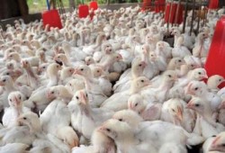 308 بؤرة لإنفلونزا الطيور في 25 محافظة