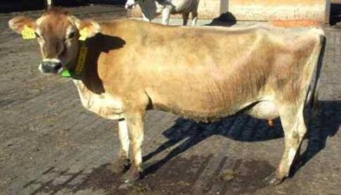 كساد في سوق الماشية بسبب الغلاء وانعدام الآمان