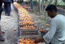 بعد وقف التصدير لليبيا.. خسارة تجار البرتقال ببني سويف
