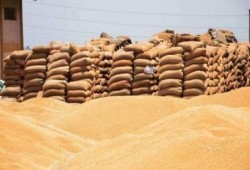 فى عهد الانقلاب:  مصر أكبر مستورد للقمح الفرنسى فى فبراير الماضي