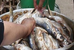 الفساد في عهد السفاح : الصدفة تنقذ المصريين من تناول 300 طن سردين فاسد