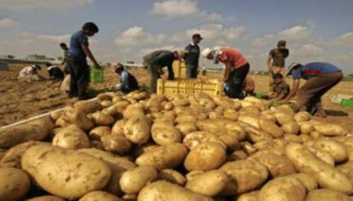 فشل الانقلاب: روسيا تمنع استيراد ودخول "البطاطس المصرية" إلى أراضيها نهائيا