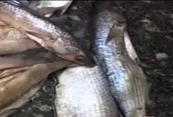 ضبط 70 طن أسماك ورنجة فاسدة قبل مايعرف بـ "شم النسيم"