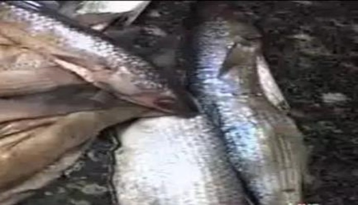 ضبط 70 طن أسماك ورنجة فاسدة قبل مايعرف بـ "شم النسيم"