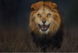 من أجل صورة أسد.. مصور يغامر بحياته