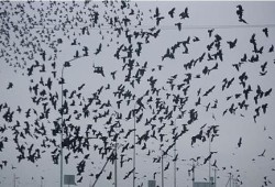 حملة لتشجيع المواطنين على قتل الغربان في السويس