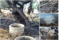 إحراق حظيرة مواشي تابعة لأحد معارضي الانقلاب بدمياط