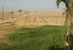 قرار عشوائي يهدد مستقبل 140 مزارعًا في الوادي الجديد بمصادرة أراضيهم