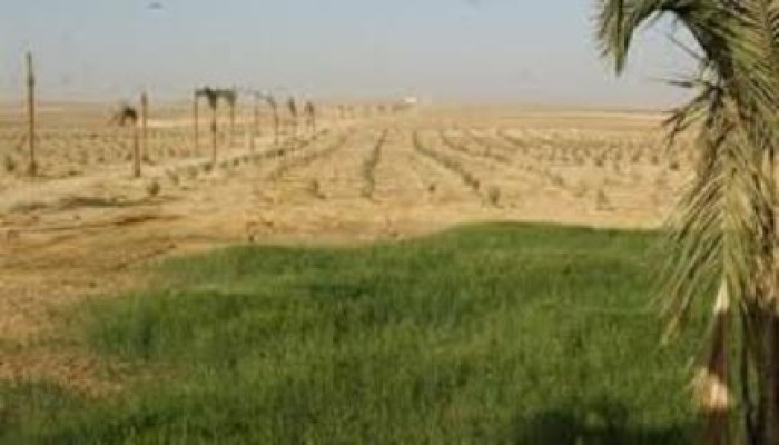 قرار عشوائي يهدد مستقبل 140 مزارعًا في الوادي الجديد بمصادرة أراضيهم