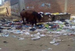 المعهد الديني بالخصوص بالقليوبية يستغيث من تكدس القمامة