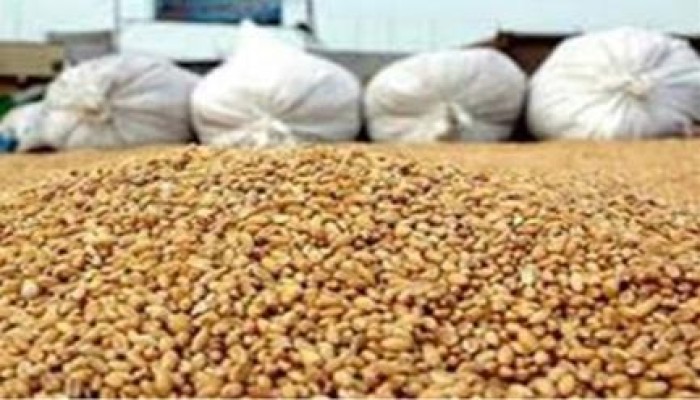 مصر تشتري 300 ألف طن من القمح