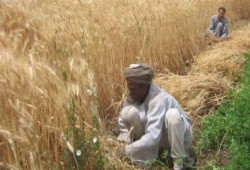أزمة السولار تضرب المحافظات مع بدء موسم حصاد القمح .. والفلاحين يستغيثون