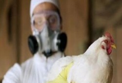 "زراعة الانقلاب ": ظهور 335 بؤرة مصابة بأنفلونزا الطيور بـ25 محافظة
