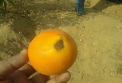 الانقلاب الفاشل : روسيا تعيد شحنة من البرتقال المصري لاحتوائها على ذبابة الفاكهة