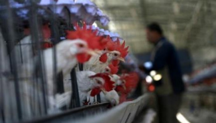 خازوق الانقلاب للفقراء : 25% زيادة في أسعار الدواجن وسعر الكيلو يصل لـ (23 جنيه)