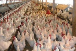 الصحة العالمية : مصرتسجل أعلى معدل إصابة بأنفلونزا الطيور في 6 أشهر