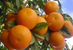 بعد البطاطس.. موسكو ترفض شحنة برتقال مصرية