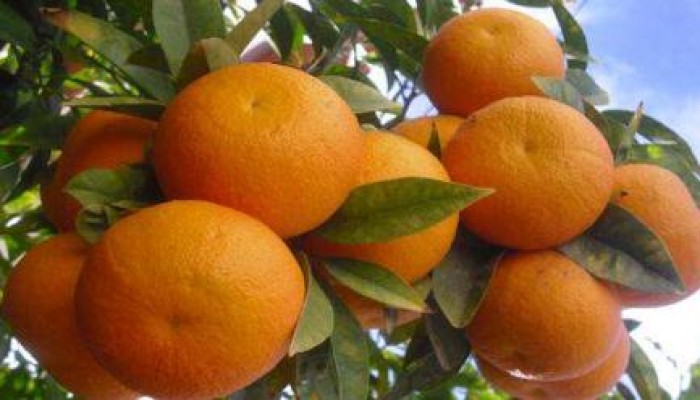 بعد البطاطس.. موسكو ترفض شحنة برتقال مصرية