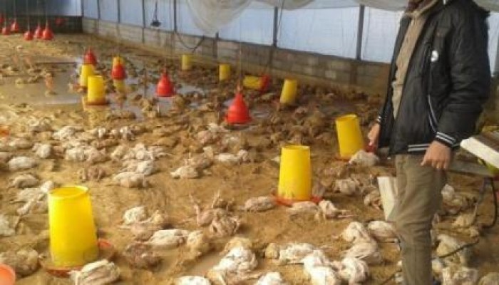 " الخازوق الانقلابي " .. نفوق 75 % من الثروة الداجنة بسبب فساد أمصال وزارة الزراعة