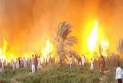 بسبب الطقس السئ احتراق "كرم نخيل بالاقصر"