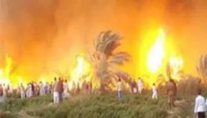 بسبب الطقس السئ احتراق "كرم نخيل بالاقصر"