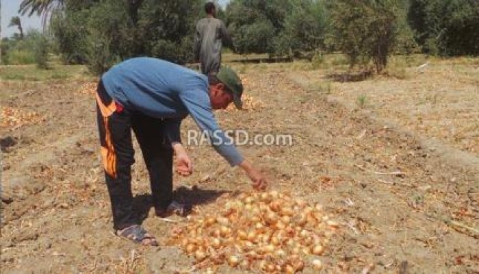 غضب وسط "فلاحو" الفيوم بسبب خسائر محصول البصل